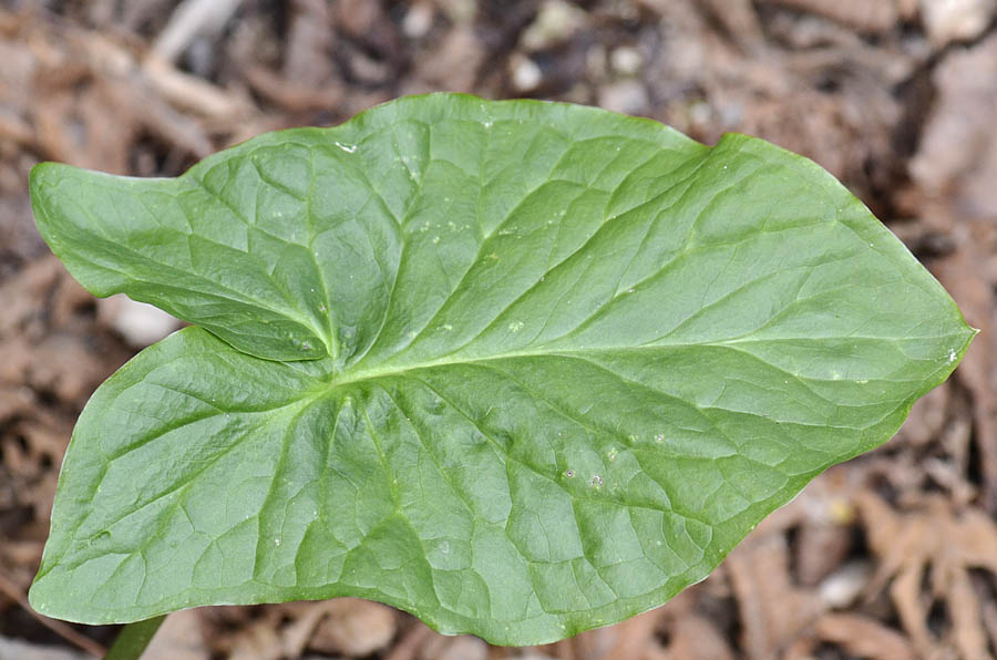 Arum maculatum / Gigaro scuro